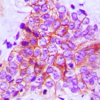 FOP Rabbit Polyclonal Antibody