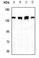 SHANK2 Rabbit Polyclonal Antibody