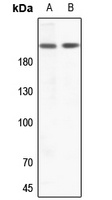 ZC3H13 Rabbit Polyclonal Antibody