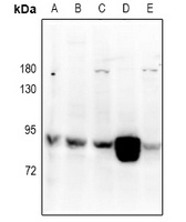 RGL1 Rabbit Polyclonal Antibody