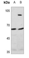 Raftlin Rabbit Polyclonal Antibody