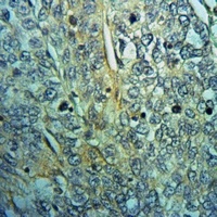 Raftlin Rabbit Polyclonal Antibody