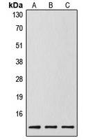 Caspase 14 p10 Rabbit Polyclonal Antibody