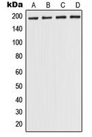 POLR1A Rabbit Polyclonal Antibody