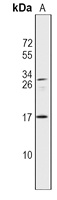IL-37 Rabbit Polyclonal Antibody