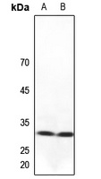 NXPH1 Rabbit Polyclonal Antibody