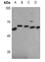 NOX4 Rabbit Polyclonal Antibody