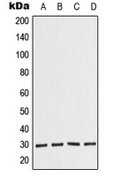 COPS7A Rabbit Polyclonal Antibody