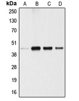 ANGPTL4 Rabbit Polyclonal Antibody