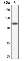 NUB1 Rabbit Polyclonal Antibody