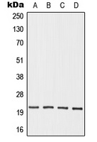 OAZ3 Rabbit Polyclonal Antibody