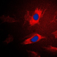 IARS2 Rabbit Polyclonal Antibody
