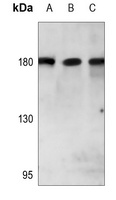 PARD3 Rabbit Polyclonal Antibody