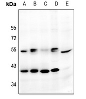 GPR159 Rabbit Polyclonal Antibody