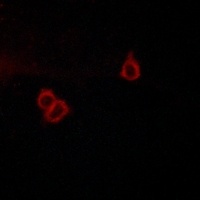 GPR159 Rabbit Polyclonal Antibody