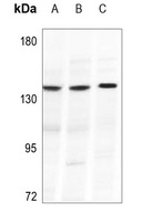 Collagen 20 alpha 1 Rabbit Polyclonal Antibody
