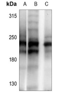ANAPC1 Rabbit Polyclonal Antibody