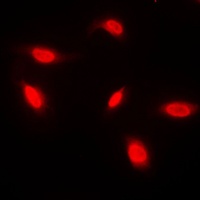 ANAPC1 Rabbit Polyclonal Antibody