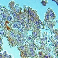 RPAP3 Rabbit Polyclonal Antibody