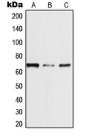TRAF3IP3 Rabbit Polyclonal Antibody
