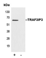 TRAF3IP3 Rabbit Polyclonal Antibody