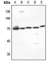 DUSP16 Rabbit Polyclonal Antibody