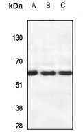 CSRNP2 Rabbit Polyclonal Antibody