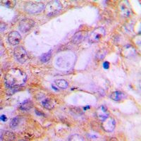 Caspase 12 Rabbit Polyclonal Antibody