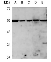 PLK5 Rabbit Polyclonal Antibody