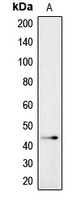 CADM4 Rabbit Polyclonal Antibody