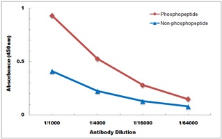 p47 phox (Phospho-S370) Rabbit Polyclonal Antibody
