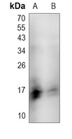 CD3g Rabbit Polyclonal Antibody