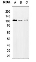 KA2 Rabbit Polyclonal Antibody