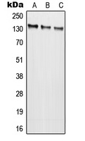 NMDAR2C Rabbit Polyclonal Antibody