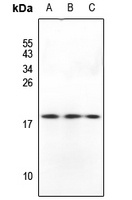GADD45 beta Rabbit Polyclonal Antibody