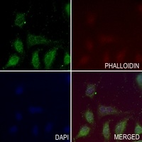GADD45 beta Rabbit Polyclonal Antibody