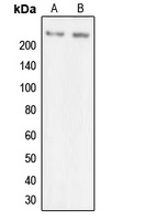 MYO7A Rabbit Polyclonal Antibody