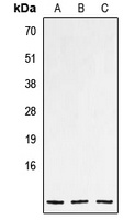 NPPC Rabbit Polyclonal Antibody