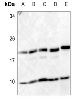RPS27 Rabbit Polyclonal Antibody