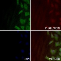RPS27 Rabbit Polyclonal Antibody