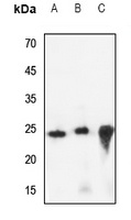 CREG1 Rabbit Polyclonal Antibody