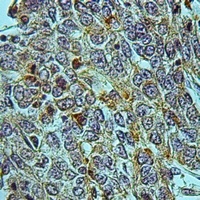 CREG1 Rabbit Polyclonal Antibody
