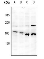 JIP4 Rabbit Polyclonal Antibody