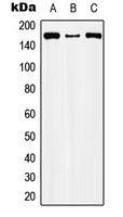 CIC Rabbit Polyclonal Antibody