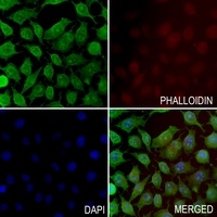 MED9 Rabbit Polyclonal Antibody