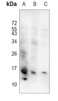 EG-VEGF Rabbit Polyclonal Antibody