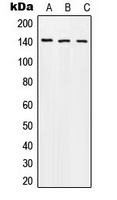 Beta Amyloid (Phospho-T743) Rabbit Polyclonal Antibody