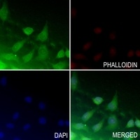 ATF4 (Phospho-S245) Rabbit Polyclonal Antibody