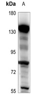 BARD1 Rabbit Polyclonal Antibody
