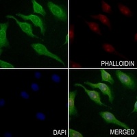 BARD1 Rabbit Polyclonal Antibody